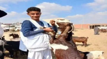 أسعار الماعز في سوق المواشي بالشرقية اليوم تتصدر المشهد